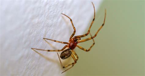 Common Spiders in Pennsylvania | Moyer