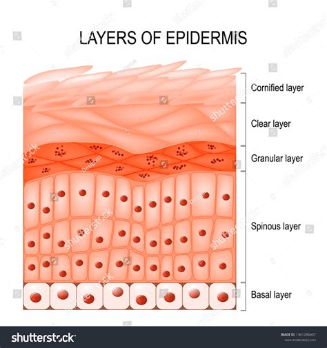 Structure de l'épiderme : cornifié (stratum : illustration de stock ...