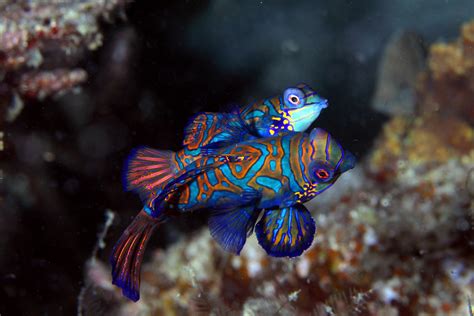 Mandarin Fish Mating | Female on top, male below. | Klaus Stiefel | Flickr