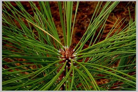 P/P Photoweek: Ponderosa Pine, bark piece (X.15.2007)