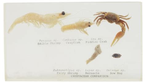 Life Cycle of a Roly Poly | Sciencing