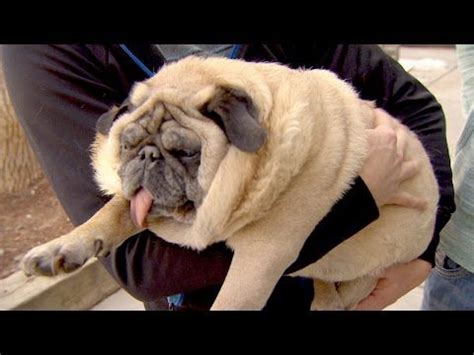 Pudgy the Pug Has Trouble Breathing