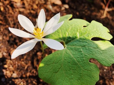 How to Grow Bloodroot Flower (Sanguinaria canadensis), explained ...