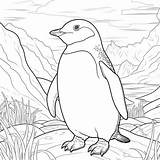 Premium Photo  A Cartoonish Adelie Penguin coloring Page For Kids Low sketch template