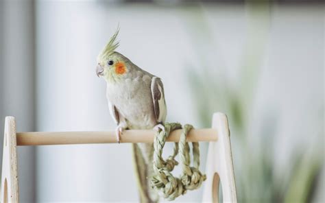 The Best Air Purifiers For Bird Dander | Oransi