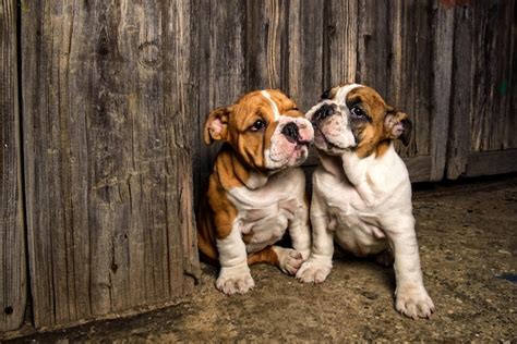 Premium Photo | Adorable english bulldog puppies playing outdoors