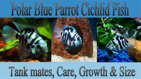 Polar Blue Parrot Fish - Care, Tank mates, Life span, Growth & Size - YouTube