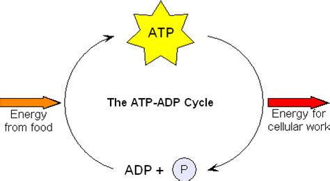 ATP | The A Level Biologist - Your Hub