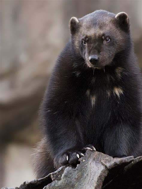 Wolverine Facts - Animal Facts Encyclopedia