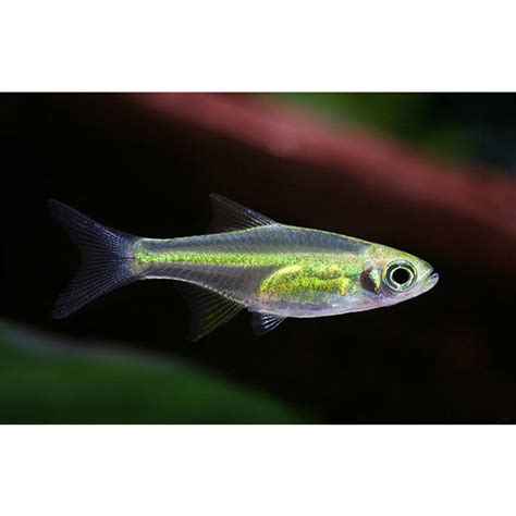 Rasbora Kubotai - Aqua Natura