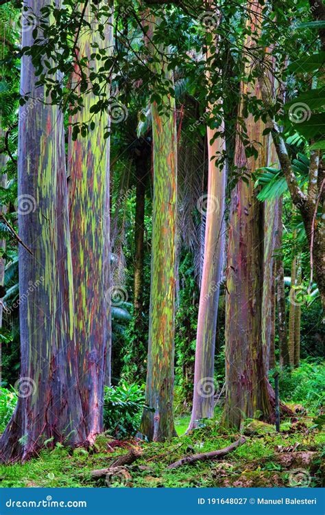 Rainbow Eucalyptus Tree Forest