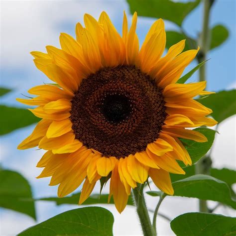 Sunflower- Giant Russian seeds | The Seed Collection