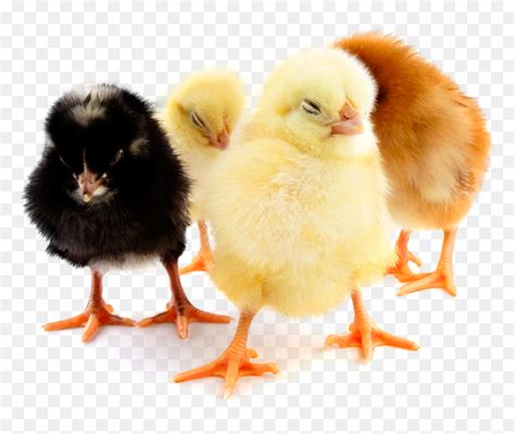 Day Old Chicks Png, Transparent Png - vhv