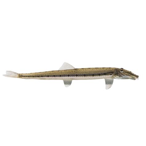 Horseface Loach For Sale | Petco