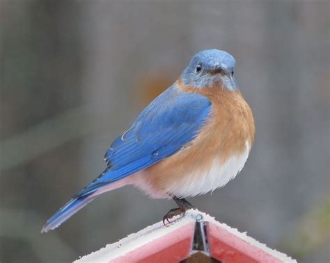 Male Eastern Bluebird - FeederWatch