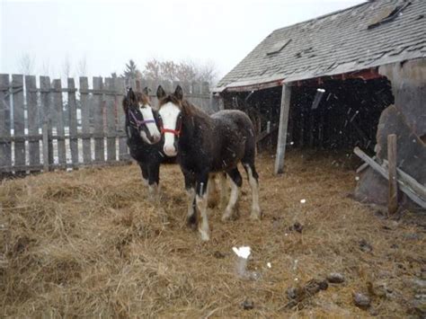 Black Clydesdale Stud Foal for sale in Scott, Saskatchewan - Local ...