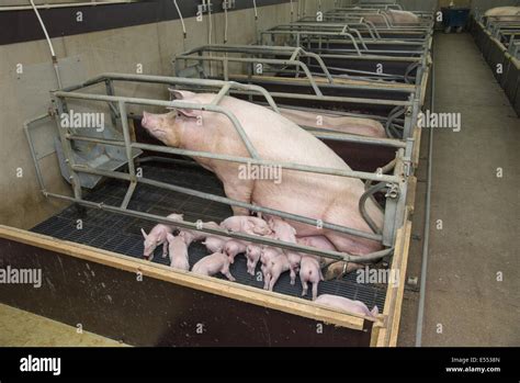 Pig farming, sow with piglets, in farrowing crate, on slats in indoor unit, Driffield, East ...