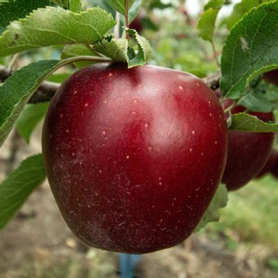 Arkansas Black Apple Tree - Bob Wells Nursery - U.S. Shipping