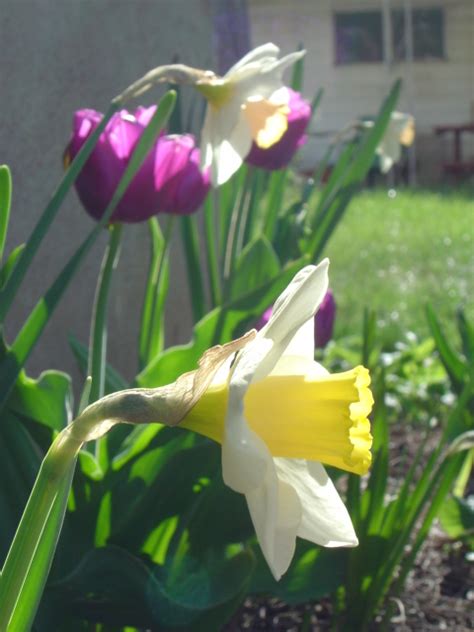 Daffodils and Tulips – Photos Public Domain