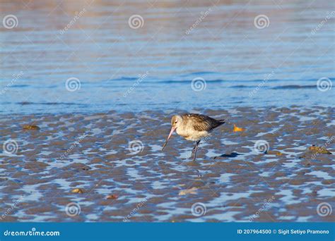 A Beautiful Shorebird Was in the Beach during Low Tide, Dili Timor ...