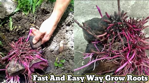 Planting Ube In Easy Way - YouTube