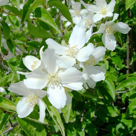 Lewis' Syringa, Philadelpbus lewisii | Idaho State Flower. P… | Flickr