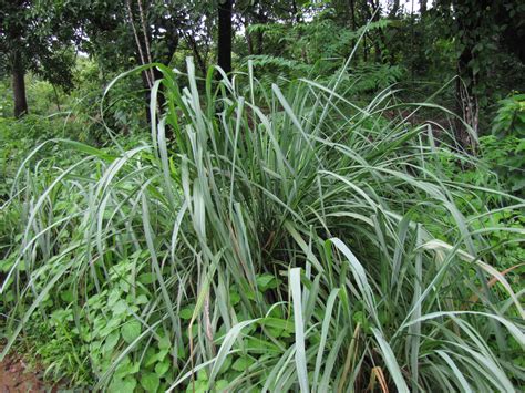 Lemongrass, Citronella Grass ~ Cymbopogon Plant Care Guide | Auntie Dogma's Garden Spot