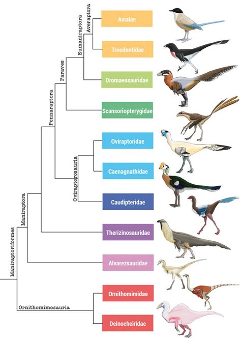 Maniraptoriformes phylogenetic tree by Rainbowleo on DeviantArt