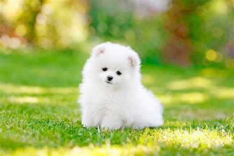 Small White Dog Breeds: 16 Cutest White Small Dog Breeds