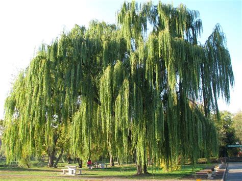 Weeping Willow Wallpapers - Wallpaper Cave