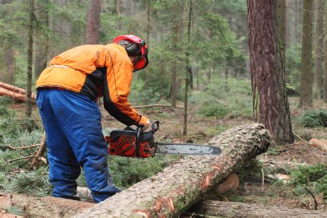 Health and Safety Risks of Cutting Trees | The BCF Group