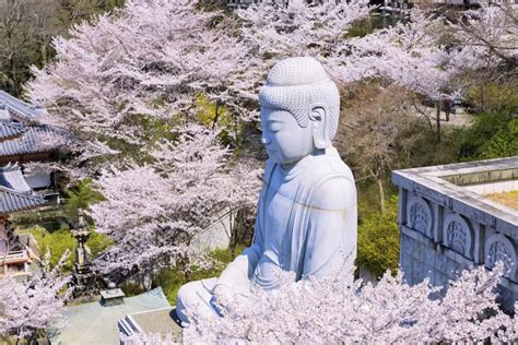 Nara: 8 Splendid Cherry Blossom Locations in 2024 - Japan Travel Guide ...