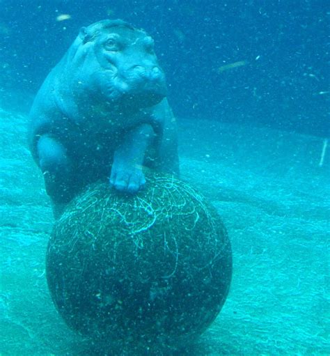 Baby hippo Baby Hippo, Baby Animals, Cute Animals, Hippopotamus, Marine Life, Underwater, Giants ...