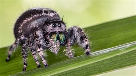 Digital Download: Bold Jumping Spider female Photo - Etsy