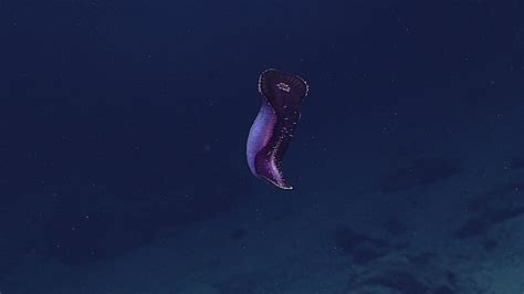 Mariana Trench Live Stream Reveals Some Seriously Gnarly Creatures | Gizmodo Australia