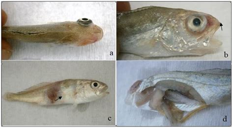 Unilateral exophthalmia, loss of eyes (a), and necrotic lesions around... | Download Scientific ...