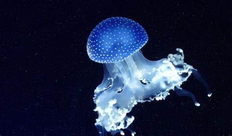 Bioluminescence: The secrets of animals who glow in the dark • Earth.com