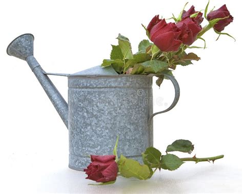 Watering Can With Flowers Royalty Free Stock Image - Image: 13910866