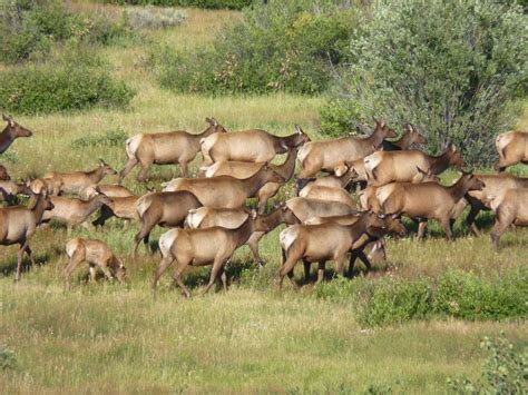 Finding Elk in Yellowstone - The Good, The Bad and the RV