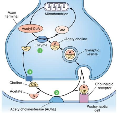 Acetylcholine synthesis. | Download Scientific Diagram