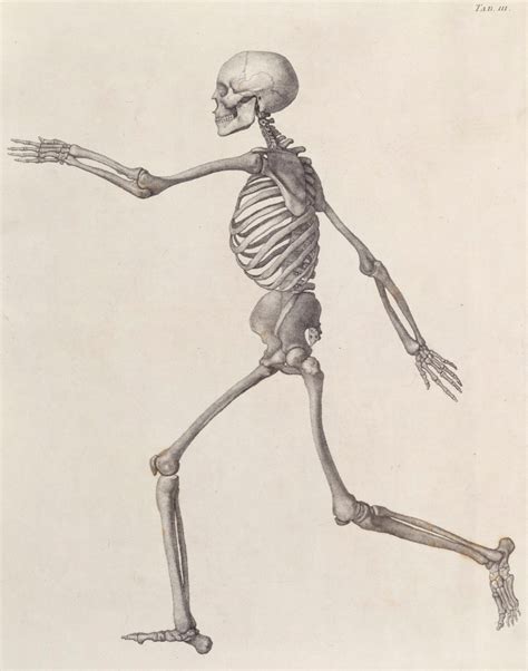 Human Skeleton: lateral view | Works of Art | RA Collection | Royal Academy of Arts