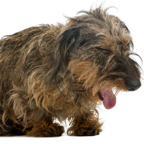 Can Dogs Get Hairballs? Causes & What to Do – Dogster