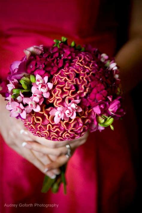 38 best images about Celosia Bouquet on Pinterest | Christmas arrangements, Bouquets and Billy balls