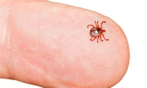 What Are What Are Seed Ticks And How To Deal With ThemAnd How To Deal With Them - A-Z Animals