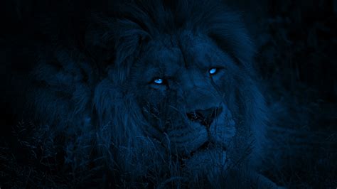 Lion Turns Around With Bright Eyes At Night, Stock Footage | VideoHive