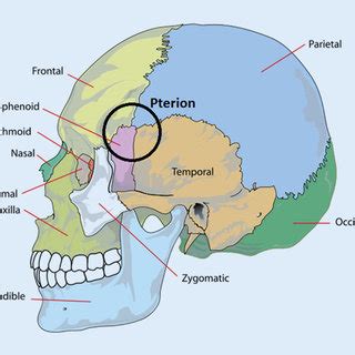 8 Fixation of the skull using modelling clay | Download Scientific Diagram