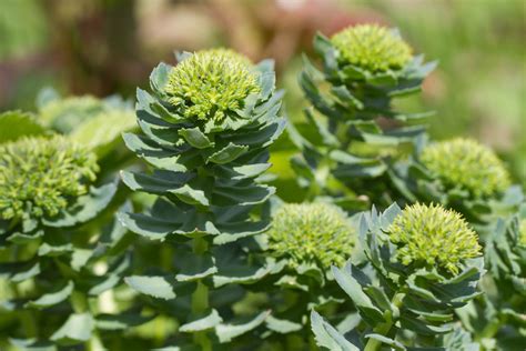 What is Rhodiola Rosea & What Are the Benefits of Rhodiola