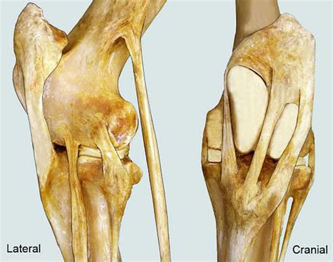 Stifle injuries and treatments | TSLN.com