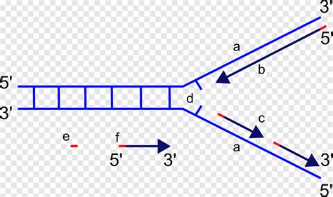 DNA replication DNA polymerase Directionality Replication fork, blue, angle png | PNGEgg