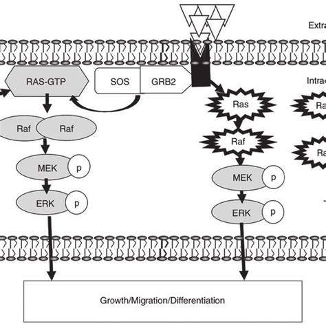 ERK MAPK signalling pathway. The kinase-mediated ERK MAPK signalling is... | Download Scientific ...